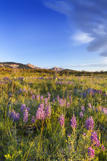 Vast field of wildflowers along the Rocky Mountain Front at ... by Danita Delimont
