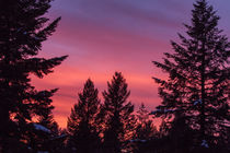 Sunset colors over pine trees in Whitefish, Montana, USA. von Danita Delimont
