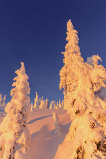 Snowghosts catch the very last sunlight at Whitefish Mountai... by Danita Delimont