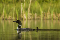 Common loon with newborn chick on small mountain lake near W... by Danita Delimont