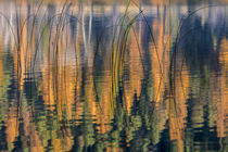 Reed Reflection by Danita Delimont