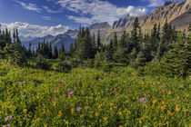 Alpine wildflowers with Garden Wall at Logan Pass in Glacier... von Danita Delimont