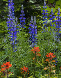Lupine and Indian Paintbrush wildflowers carpet the forest f... by Danita Delimont