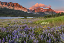 Prairie wildflowers in meadow in Glacier National Park, Montana, USA by Danita Delimont