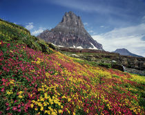 USA, Montana, Glacier National Park, Wildflowers and a mountain peak. by Danita Delimont