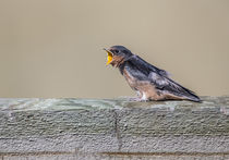 Barn Swallow begging by Danita Delimont