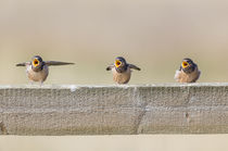 Barn Swallows begging by Danita Delimont