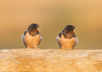 Barn Swallow fledglings by Danita Delimont