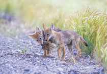 Coyote Pups Playing by Danita Delimont