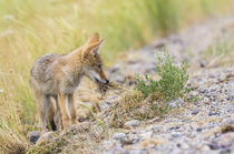 Coyote pup with grass by Danita Delimont