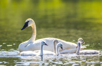 Trumpeter Swan Family von Danita Delimont