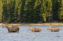 Cow Moose and Calves, Fishercap Lake, Glacier National Park, Montana by Danita Delimont