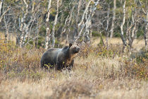 Grizzly Bear, Sow traverses meadow in Many Glacier Area, Gla... by Danita Delimont