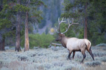 Rocky Mountain Elk, Madison River Area, Yellowstone National... by Danita Delimont