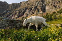 Mountain Goat, Oreamnos Americanus, in wildflowers, Hidden L... by Danita Delimont