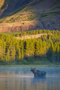 Cow Moose in Fishercap Lake at Sunrise, Many Glacier Area, G... by Danita Delimont