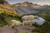 Mountain Goat, Oreamnos Americanus, mother and kids, in wild... by Danita Delimont