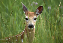 White-tailed deer, fawn in tall grass, National Bison Range,... von Danita Delimont