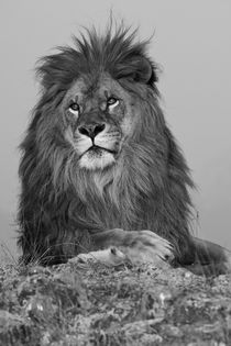 North America, USA, Montana, Bozeman, African Lion, Panthera... by Danita Delimont