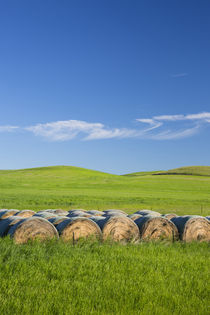 USA, Montana, Fergus County, Hay bales. by Danita Delimont