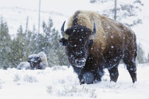 Bison Bulls, winter landscape by Danita Delimont
