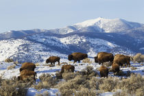 Bison Herd, Yellowstone National Park von Danita Delimont