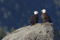 Bald Eagle Pair by Danita Delimont