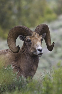 Rocky Mountain Bighorn Sheep Ram by Danita Delimont