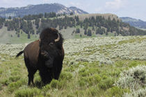 Bison Bull, Yellowstone National Park by Danita Delimont