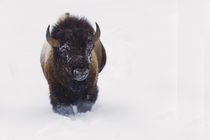 Bison Bull by Danita Delimont