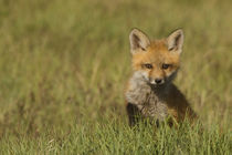Red Fox Kit von Danita Delimont