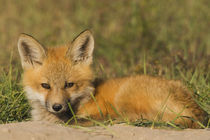 Red Fox Kit by Danita Delimont
