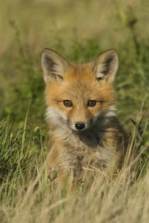 Red Fox Kit von Danita Delimont