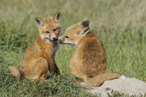 Red Fox Kits Playing by Danita Delimont