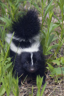 Young Striped Skunk by Danita Delimont