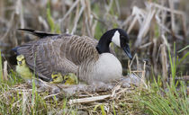 Canada Goose on nest with newly hatched goslings von Danita Delimont