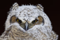 Great Horned Owlet by Danita Delimont