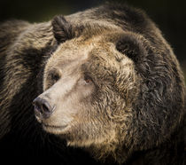 Brown Bear, Grizzly, Ursus arctos, West Yellowstone, Montana von Danita Delimont