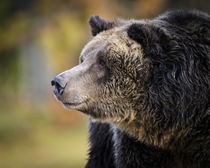 Brown Bear, Grizzly, Ursus arctos, West Yellowstone, Montana von Danita Delimont