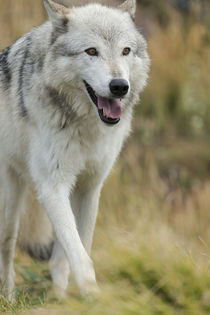 Gray Wolf running in a fall drizzle, Canis lupus, West Yello... von Danita Delimont