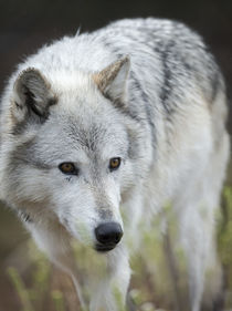 Gray Wolf, Canis lupus, West Yellowstone, Montana von Danita Delimont