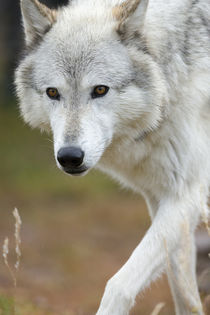 Gray Wolf, Canis lupus, West Yellowstone, Montana von Danita Delimont