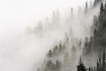 Cloud forest, Glacier National Park, Montana, Usa by Danita Delimont