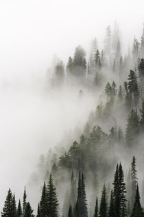 "Cloud Forest" by Danita Delimont
