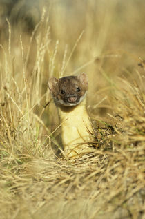 Long-tailed Weasel Glacier National Park, Montana by Danita Delimont