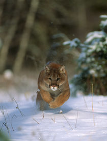 Mountain lion running, Montana by Danita Delimont