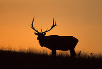 Elk or Wapiti bull silhouetted at sunset, Montana by Danita Delimont