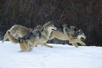 Gray Wolves running in snow in winter, Montana von Danita Delimont