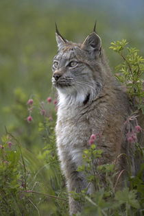 Canada lynx sitting proud, Montana, USA by Danita Delimont