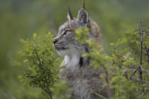 Headshot Canada lynx, Montana, USA von Danita Delimont